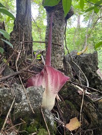 Amorphophallus yaoi