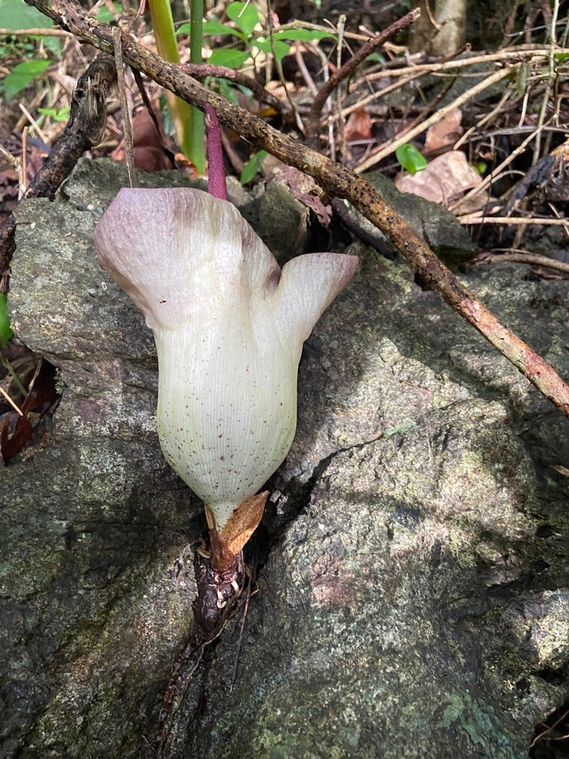 Amorphophallus yaoi photo 2