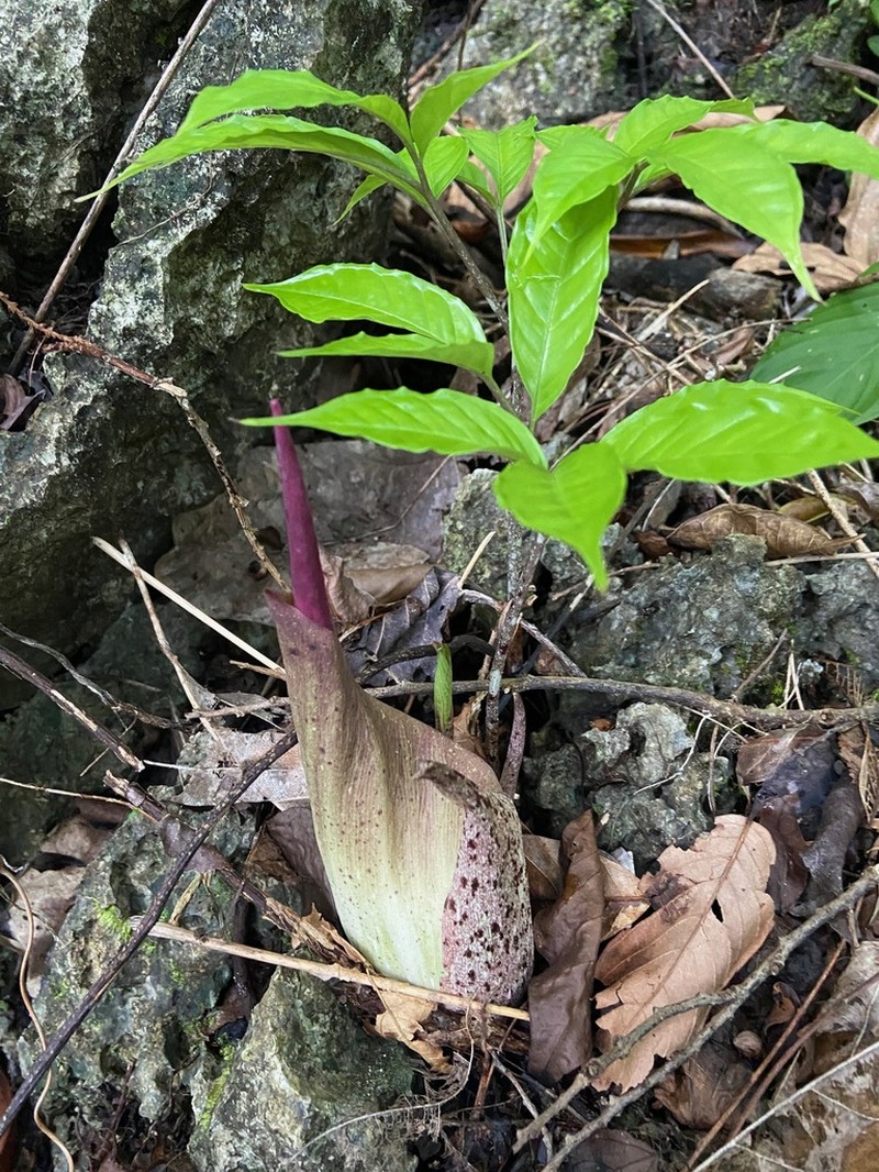 Amorphophallus yaoi photo 3
