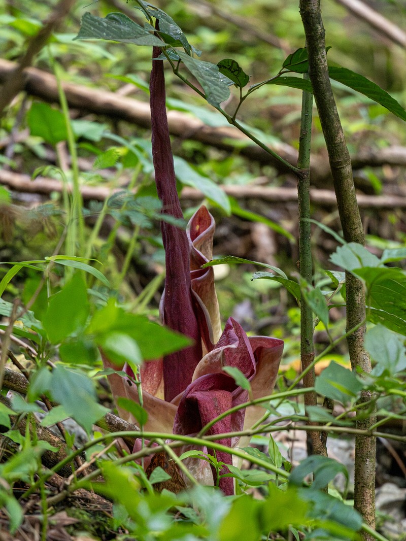 Amorphophallus yaoi photo 4