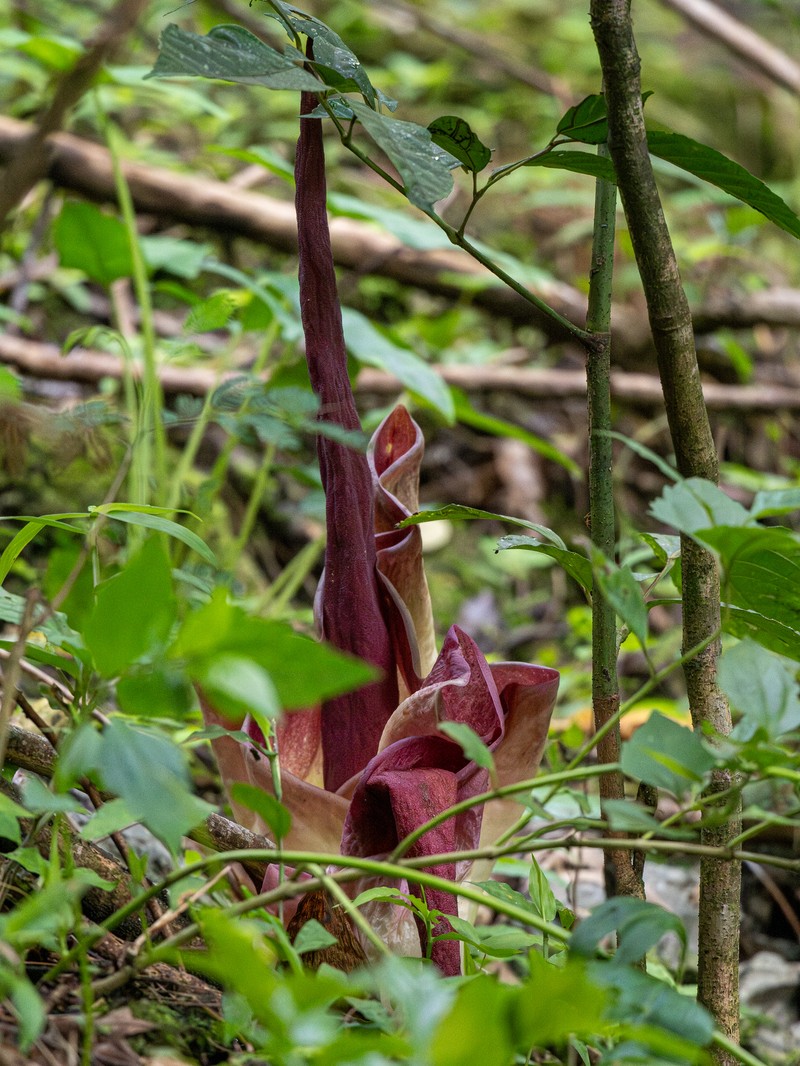 Amorphophallus yaoi photo 8