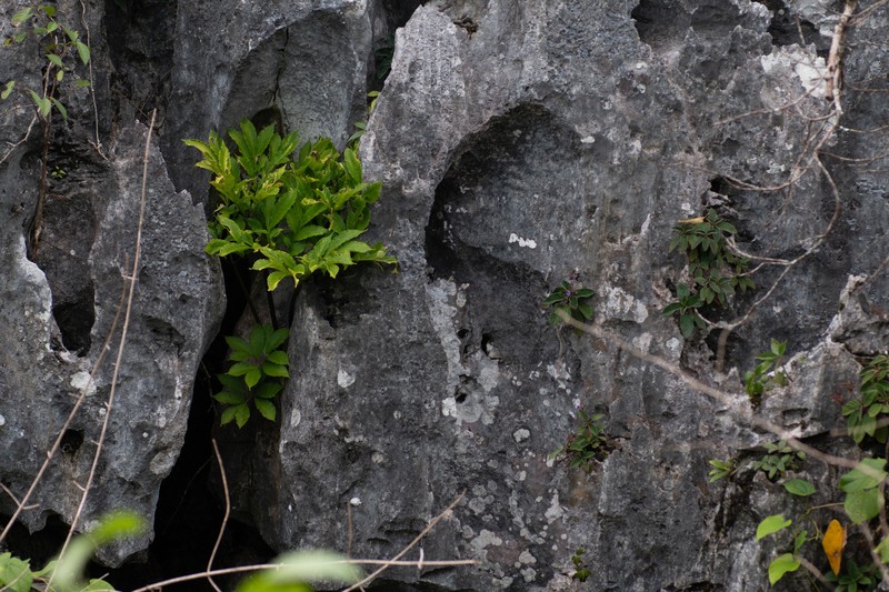 Amorphophallus yuloensis photo 2