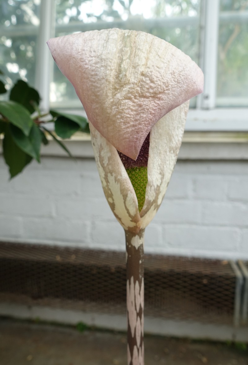 Amorphophallus yunnanensis