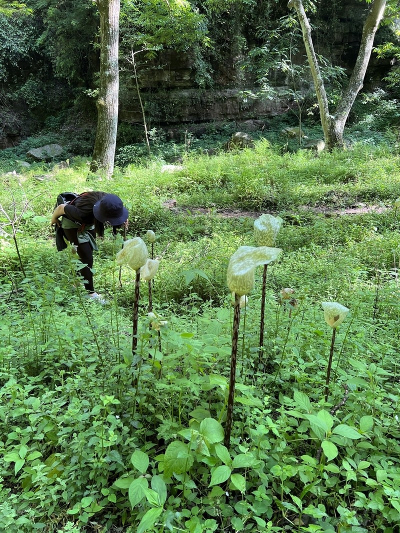 Amorphophallus yunnanensis photo 2