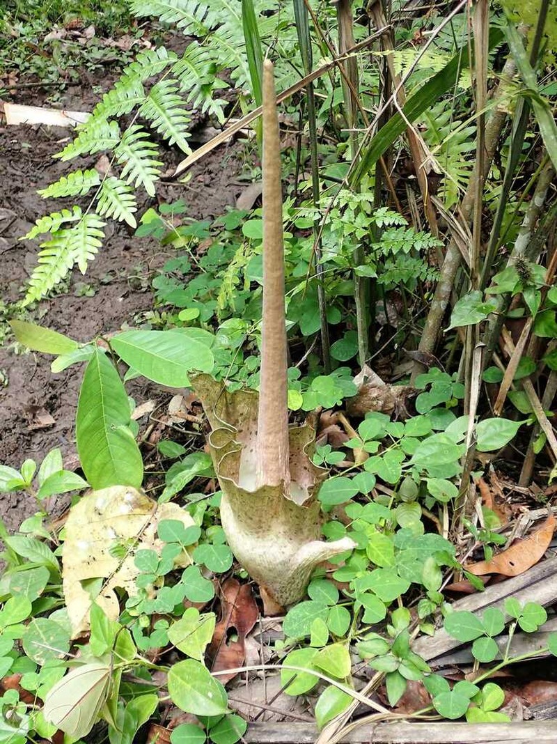 Amorphophallus zenkeri