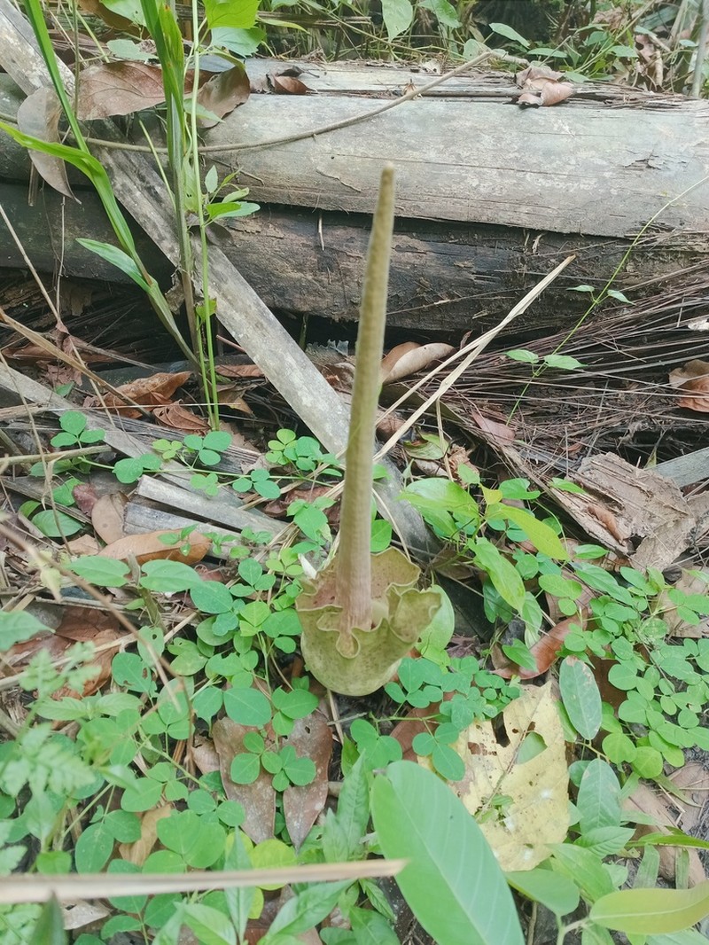 Amorphophallus zenkeri photo 2