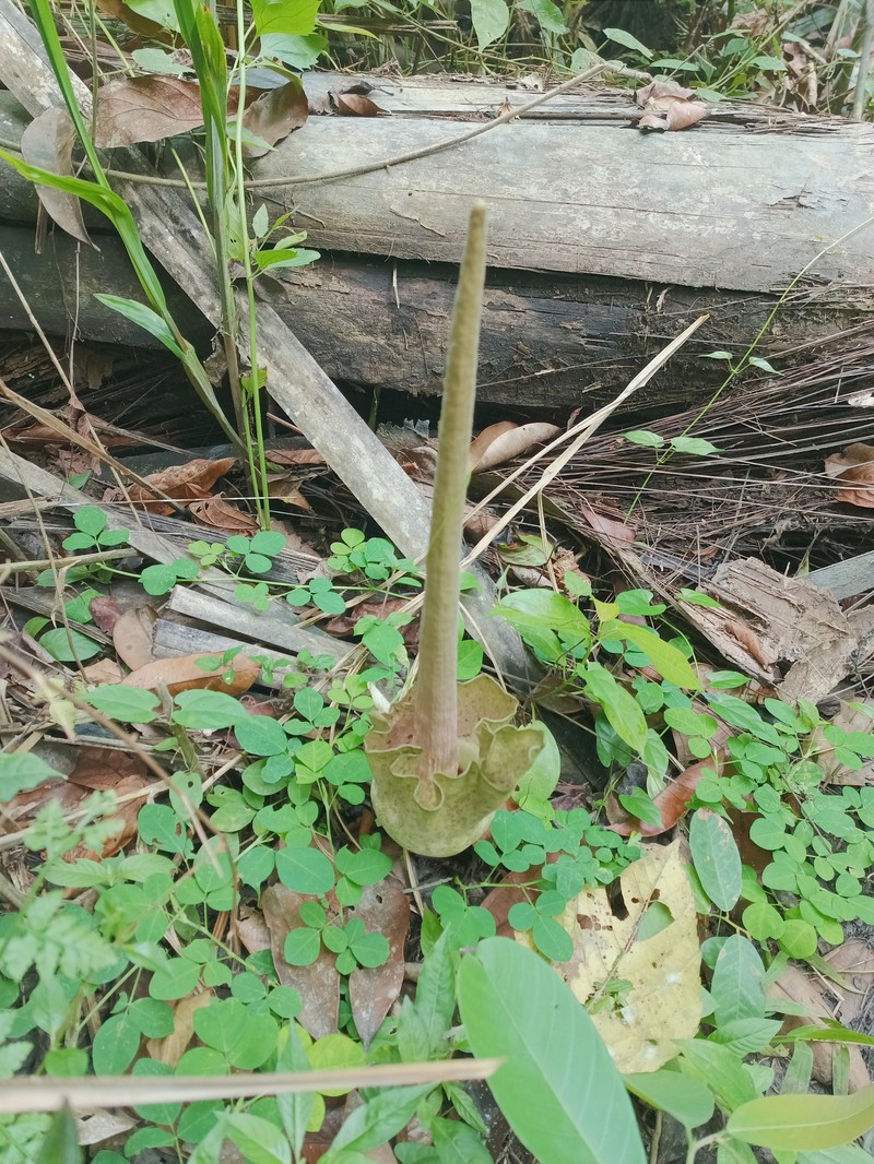 Amorphophallus zenkeri photo 3