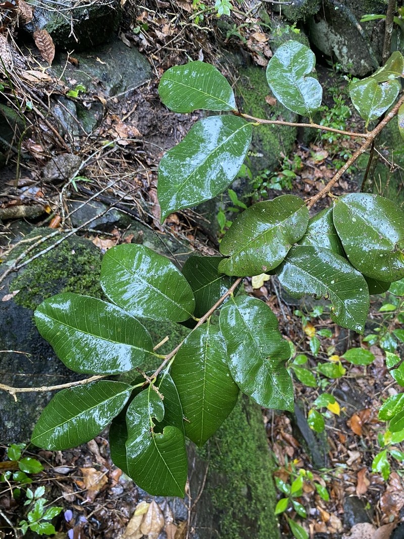 Amorphospermum antilogum
