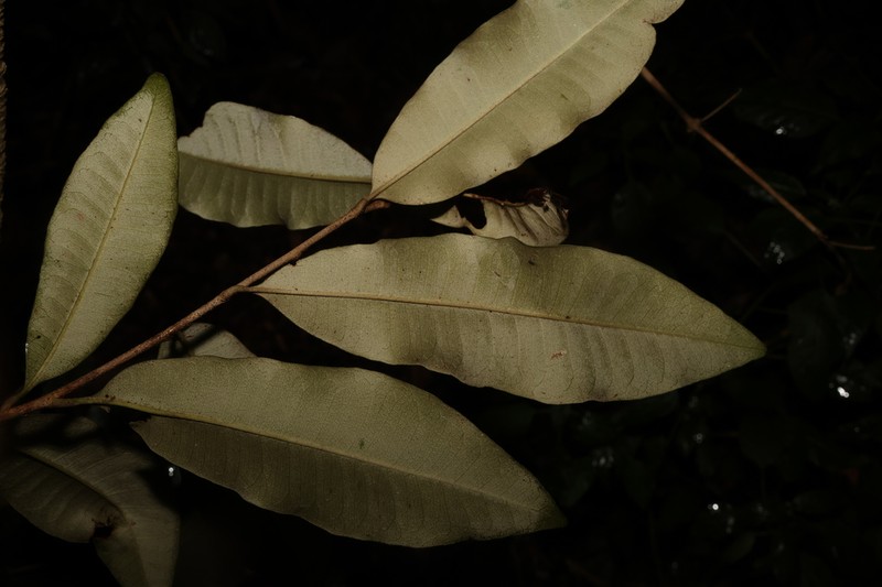 Amorphospermum antilogum photo 3
