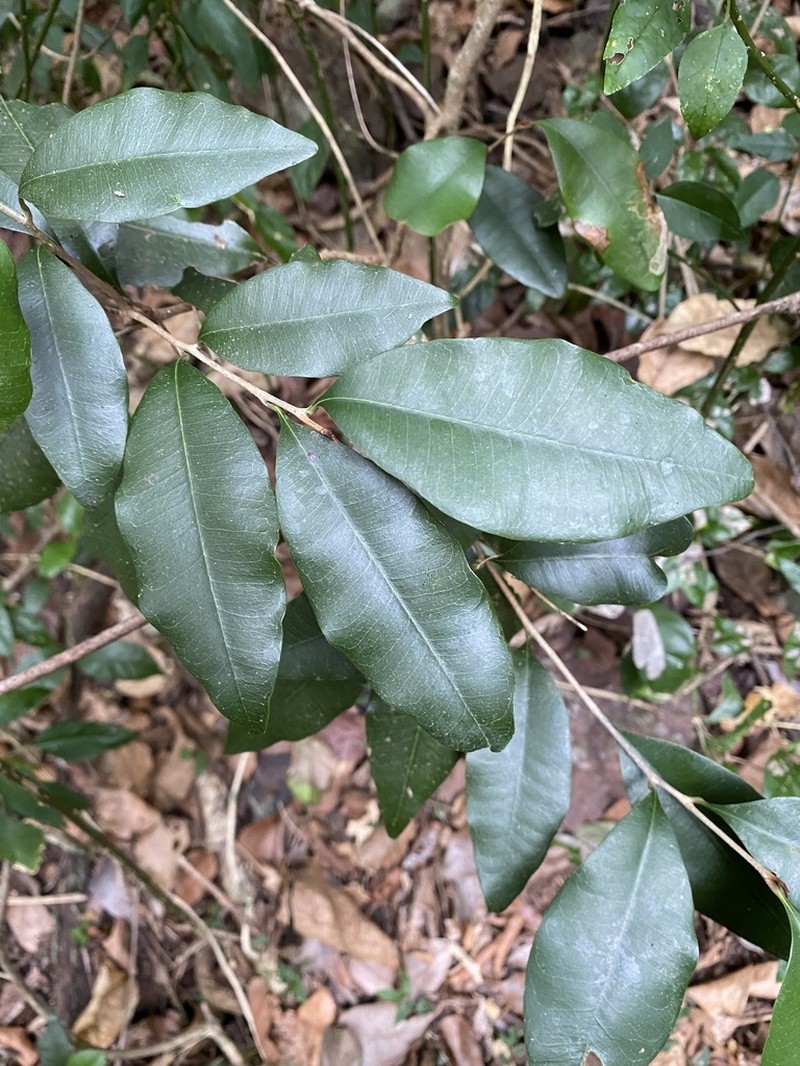 Amorphospermum antilogum photo 4