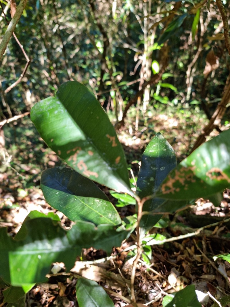Amorphospermum antilogum photo 5