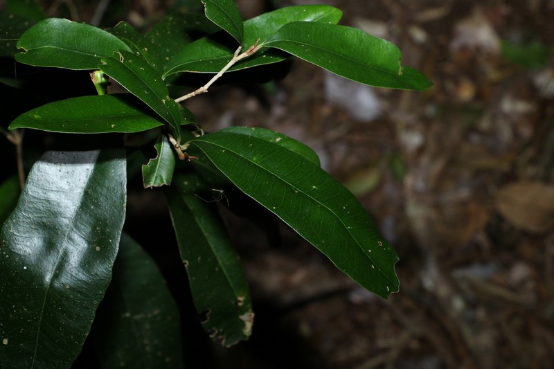 Amorphospermum antilogum photo 6