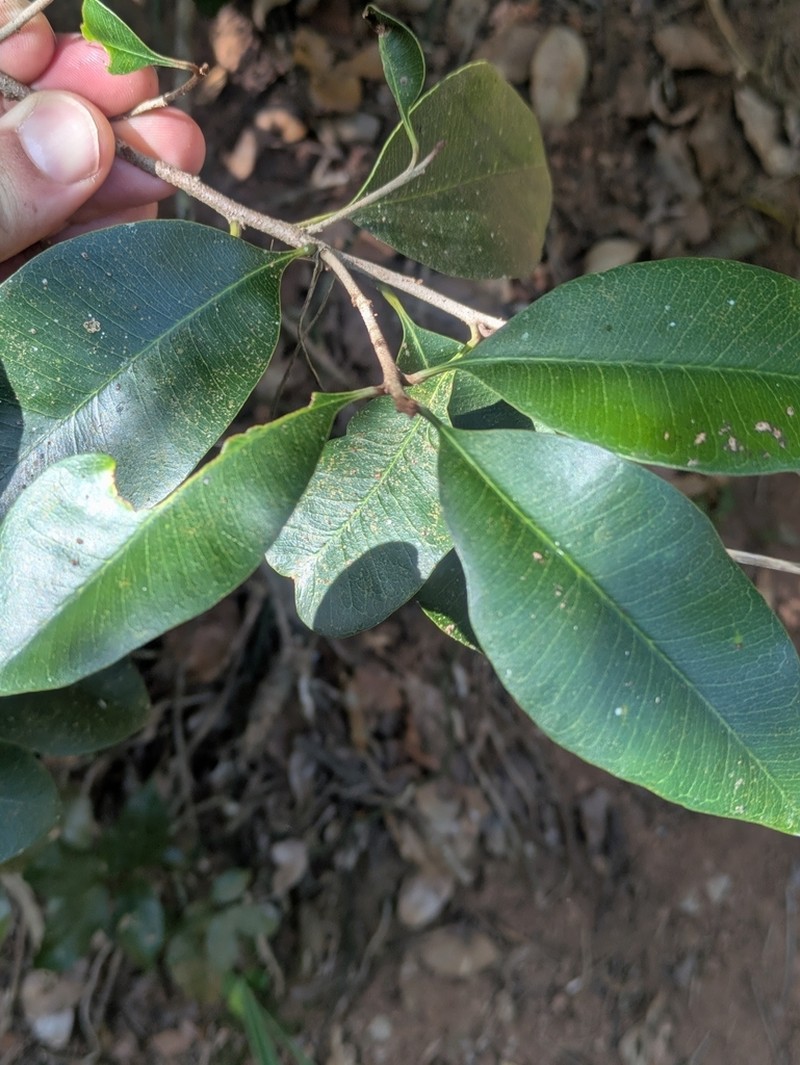 Amorphospermum antilogum photo 7