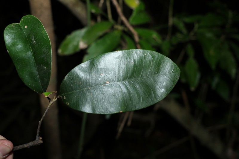 Amorphospermum antilogum photo 8