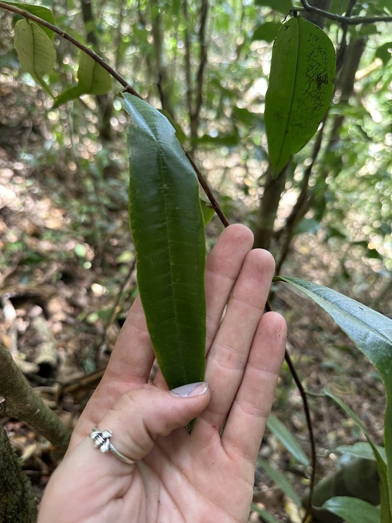 Ampalis dimepate