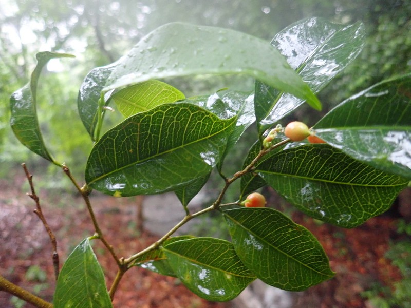 Ampalis dimepate photo 2