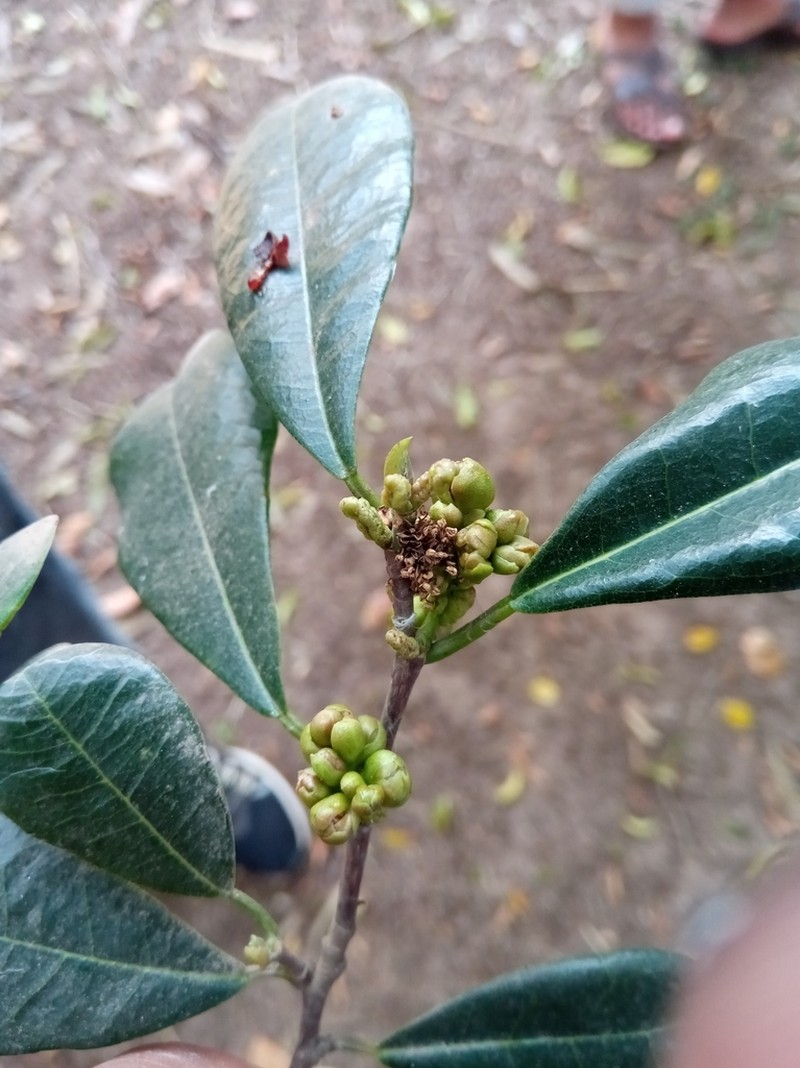 Ampalis dimepate photo 3
