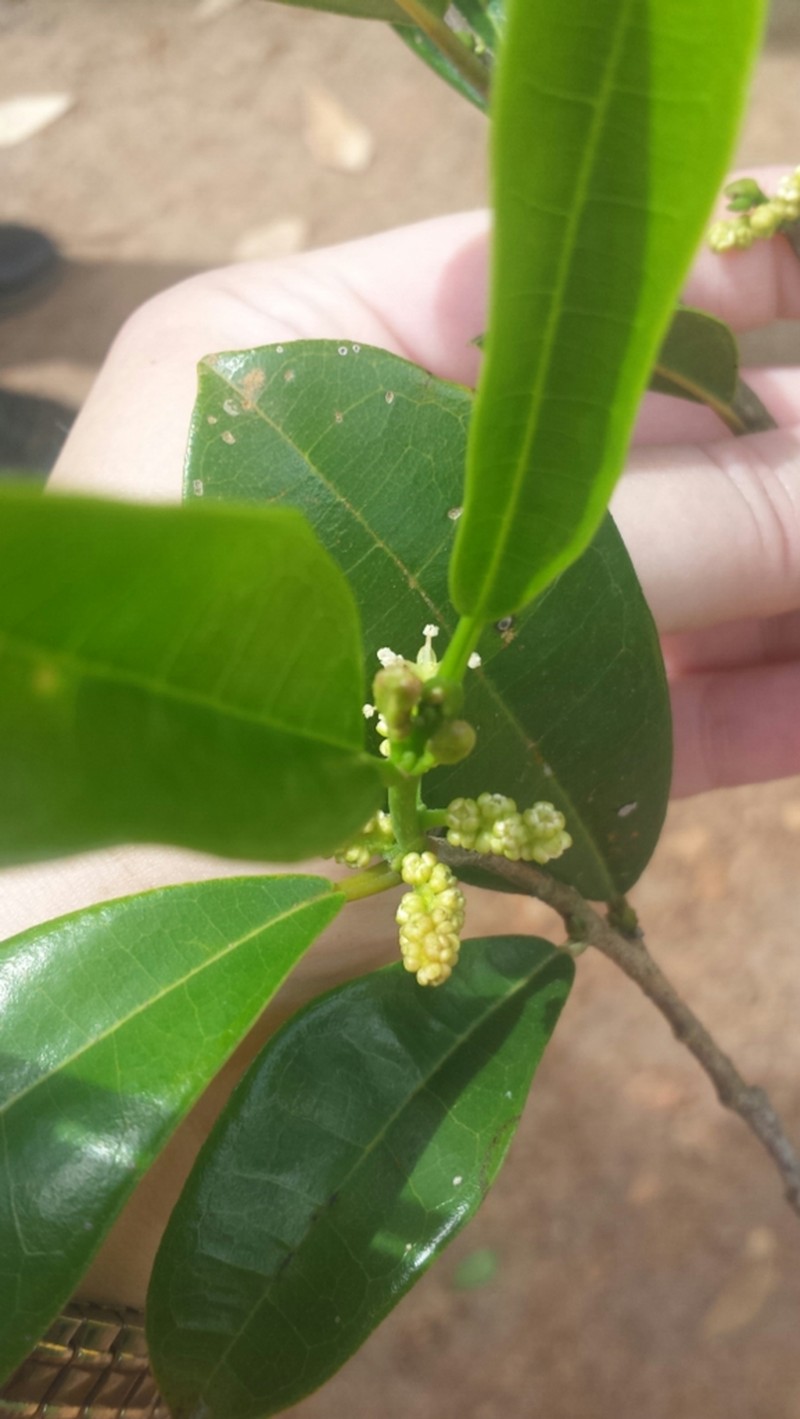 Ampalis dimepate photo 4