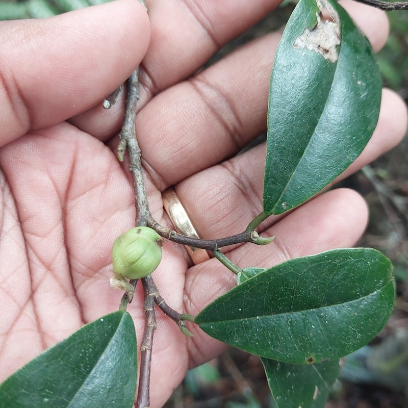 Ampalis dimepate photo 5