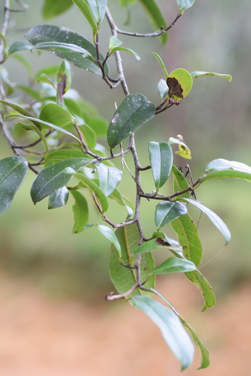 Ampalis dimepate photo 6