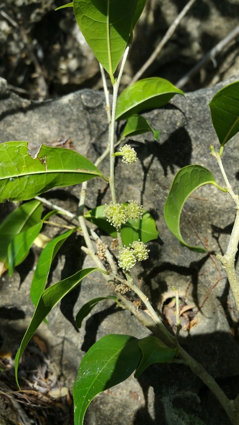 Ampalis dimepate photo 7