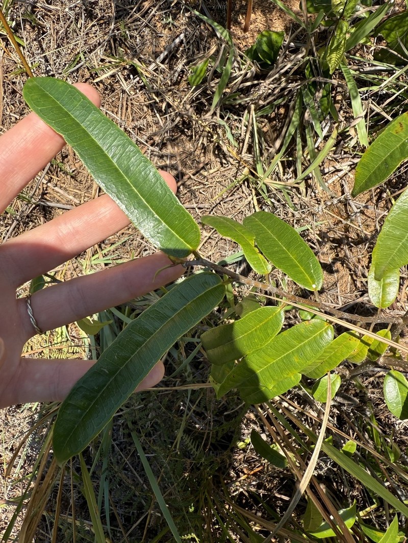 Ampalis dimepate photo 8
