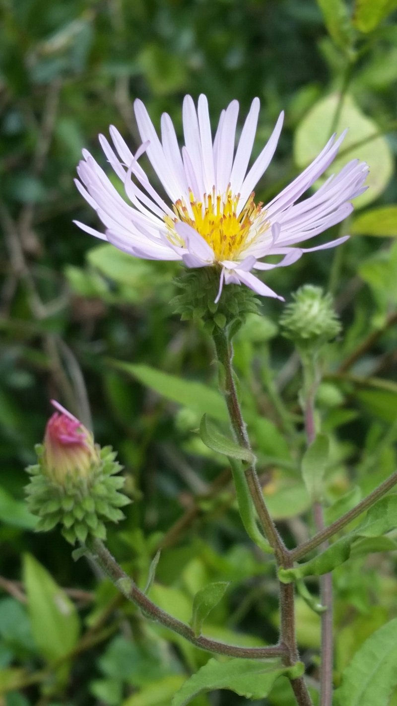 Climbing Aster photo 2