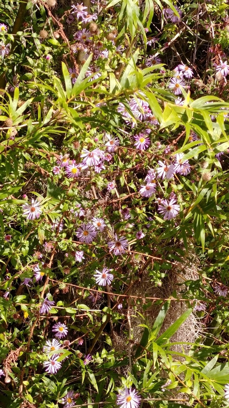 Climbing Aster photo 3