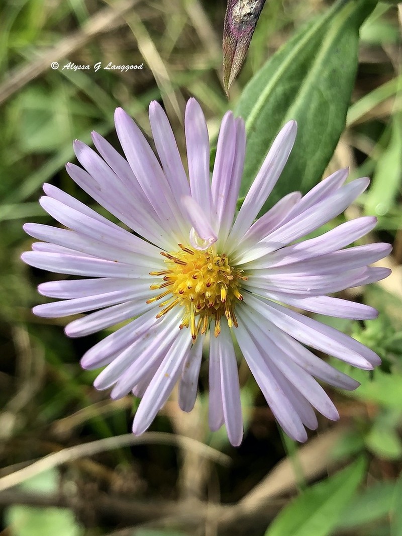 Climbing Aster photo 4