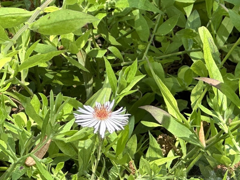 Climbing Aster photo 5