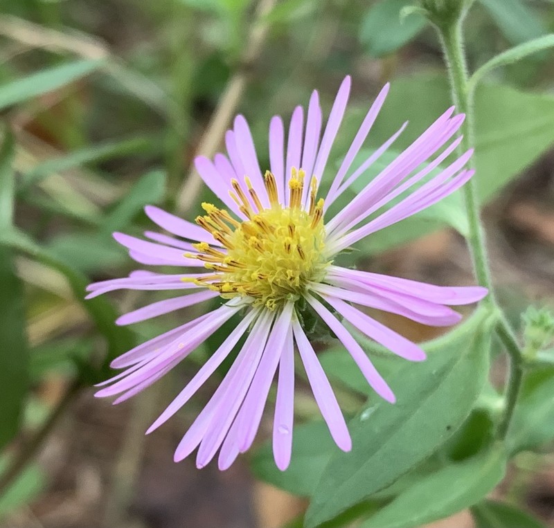 Climbing Aster photo 7