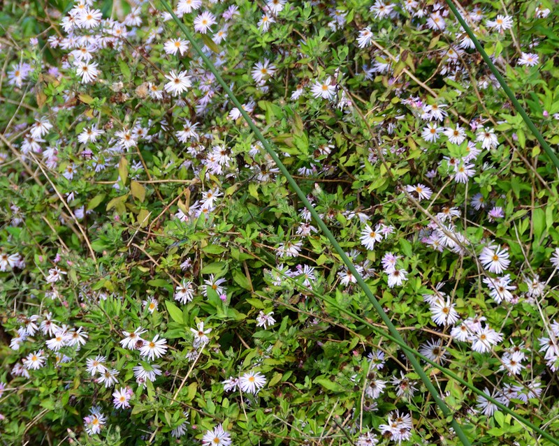 Climbing Aster photo 8