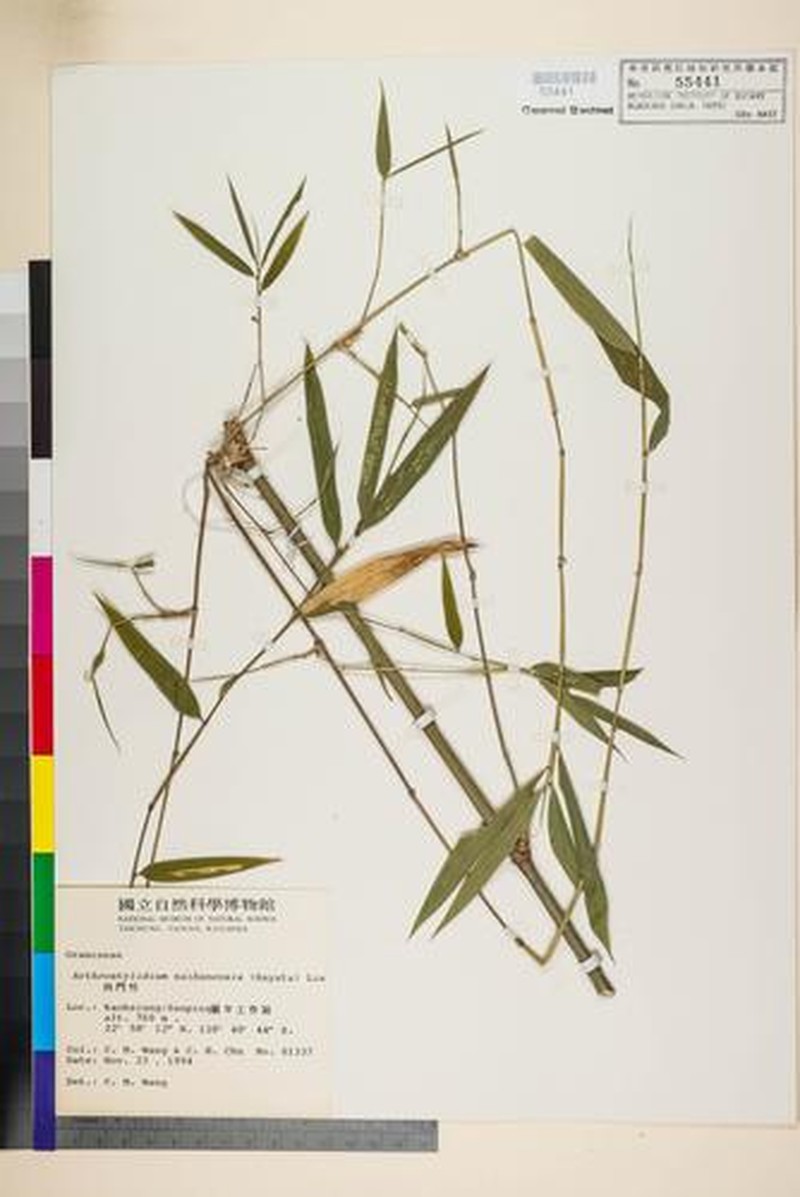 Ampelocalamus naibunensis
