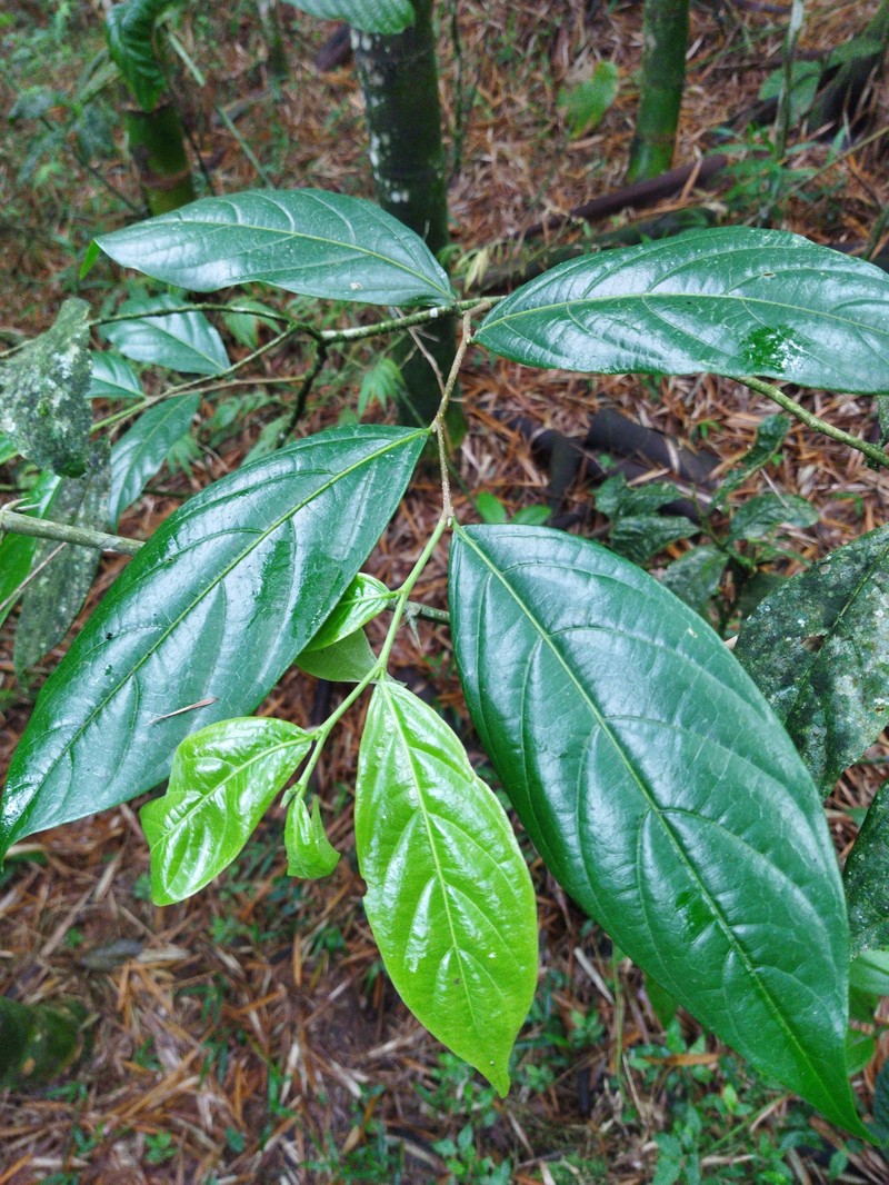 Ampelocera albertiae photo 2