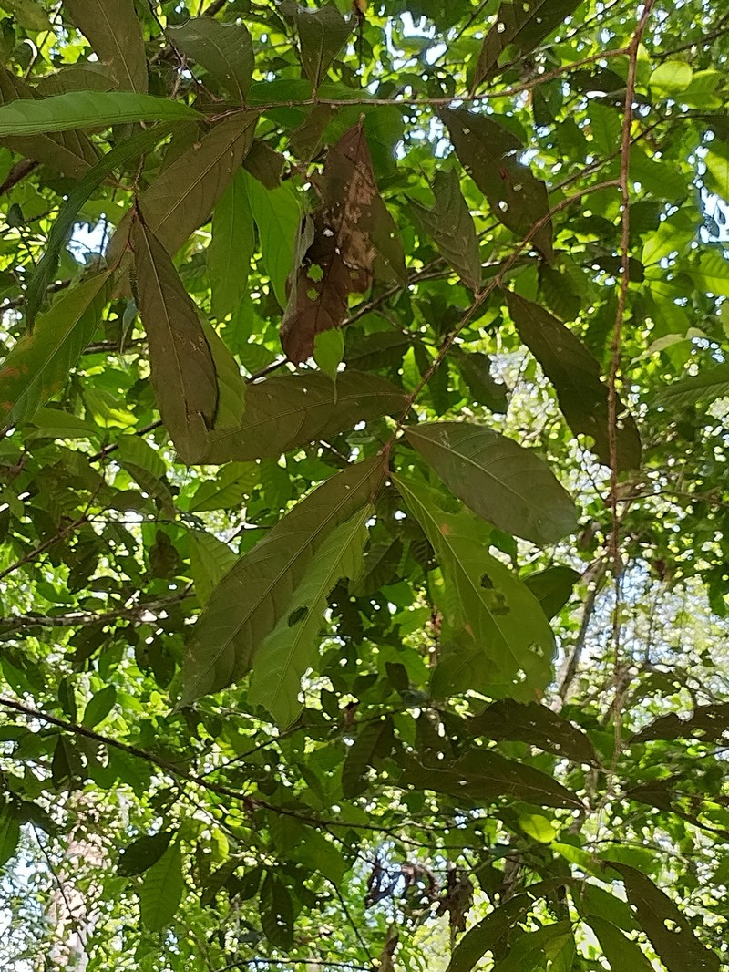 Ampelocera edentula photo 2