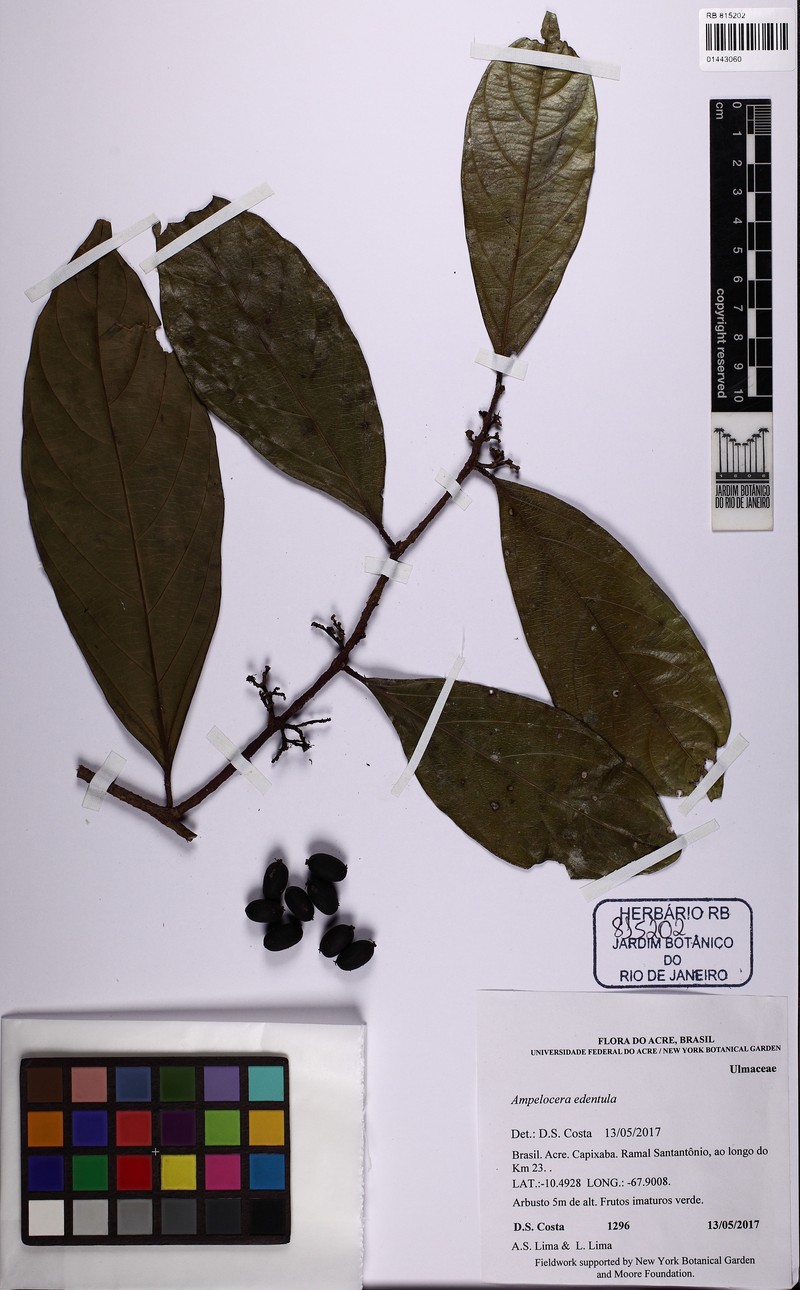 Ampelocera edentula photo 3