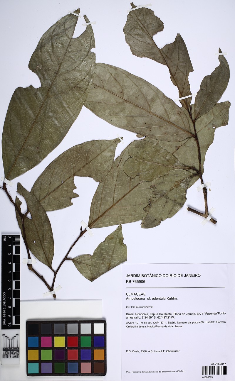 Ampelocera edentula photo 4