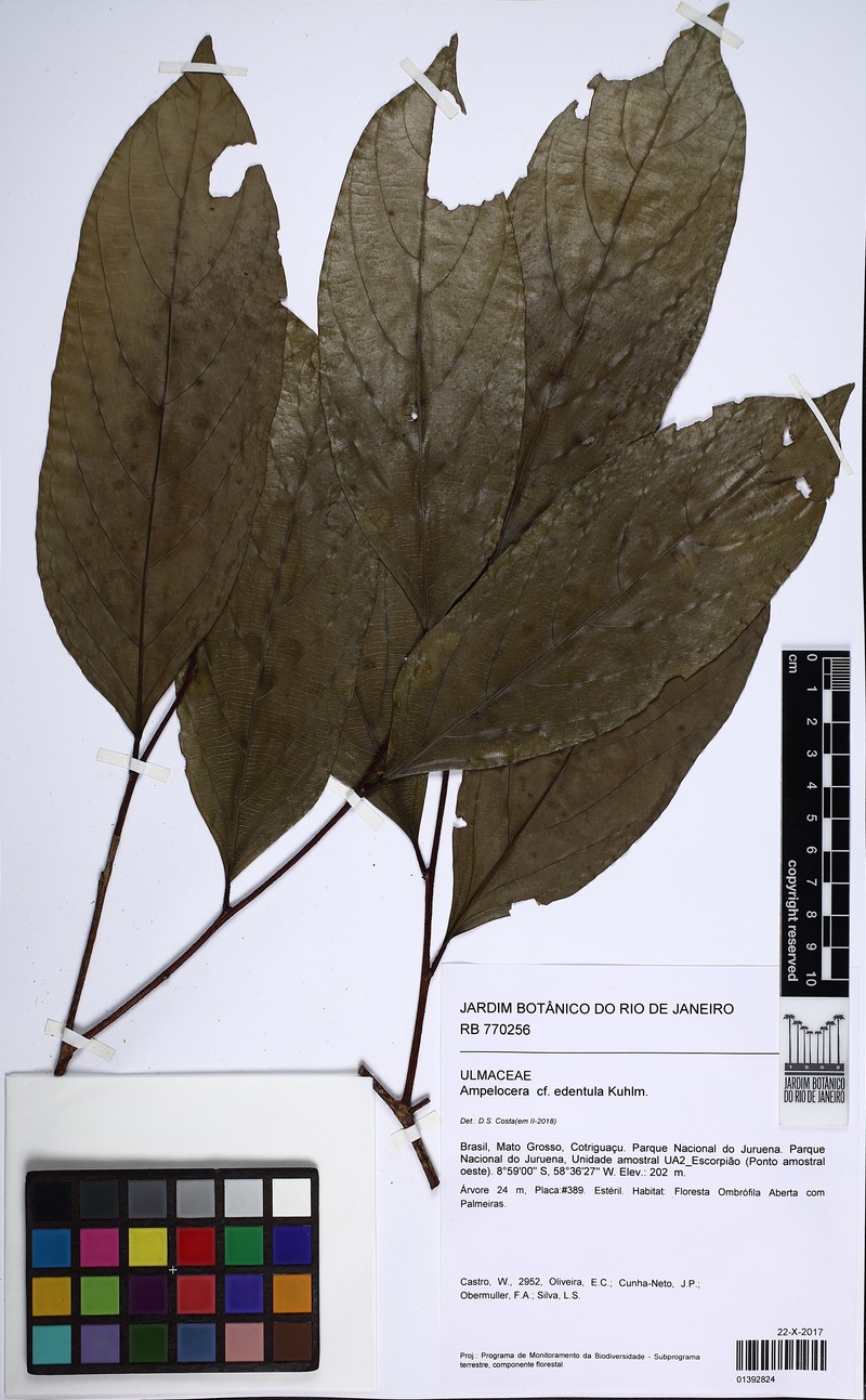 Ampelocera edentula photo 5