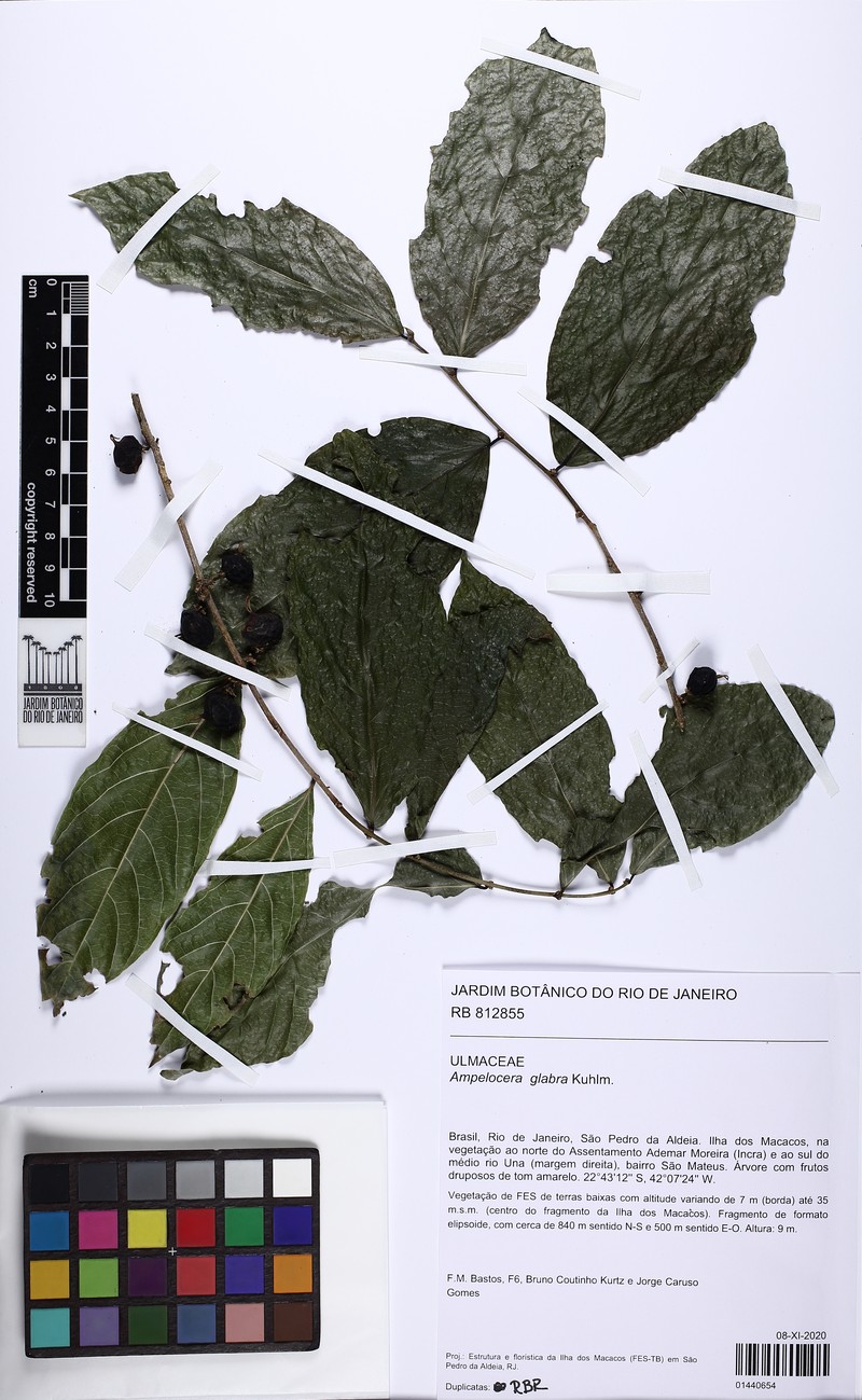 Ampelocera glabra