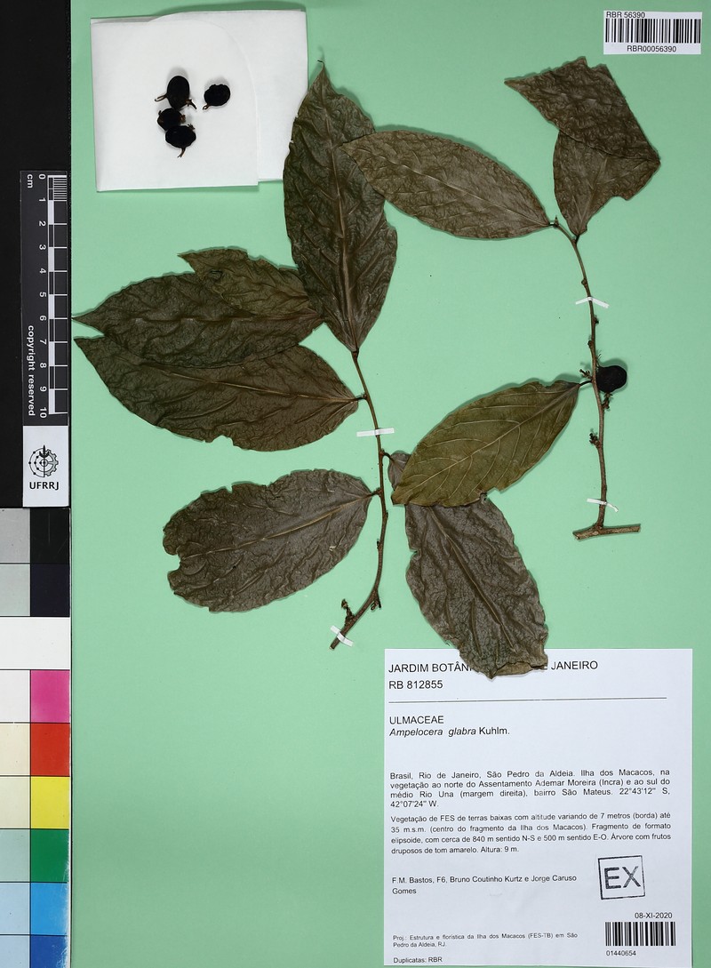 Ampelocera glabra photo 2