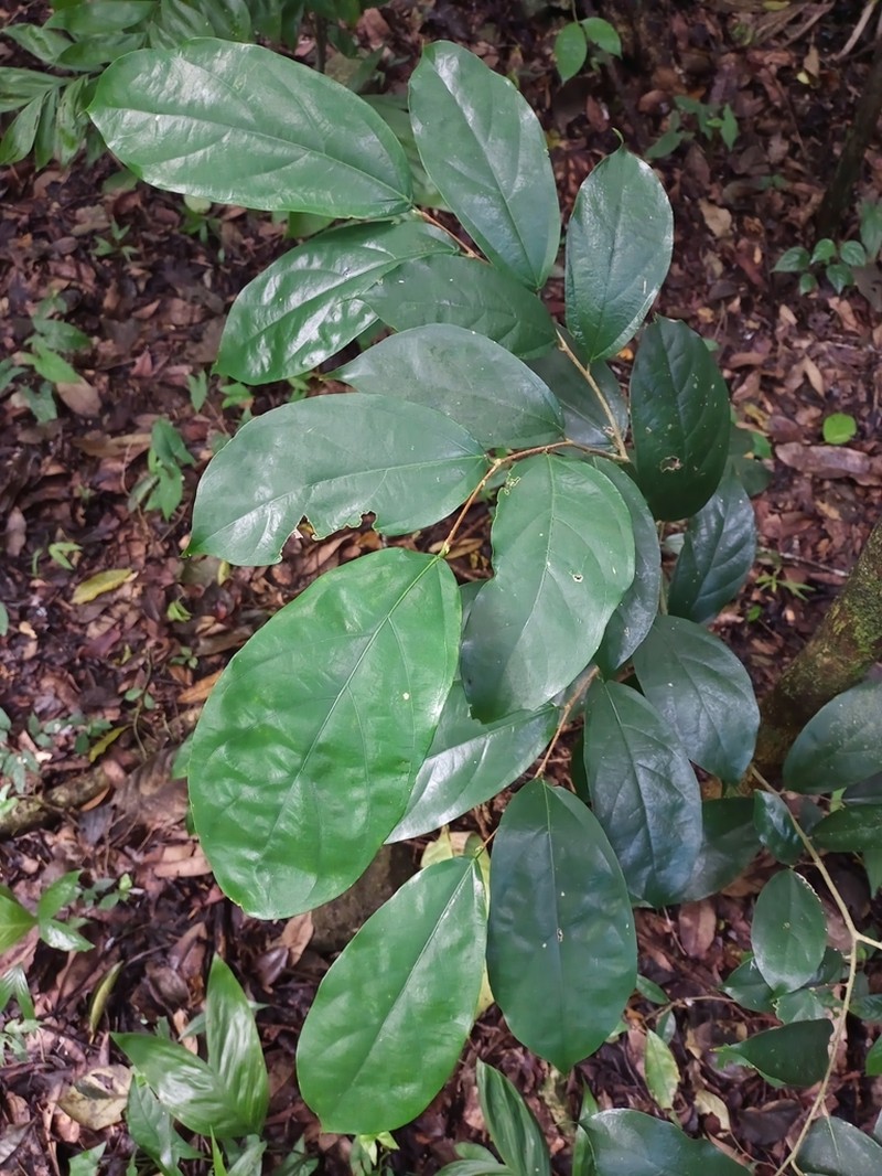 Ampelocera hottlei photo 2