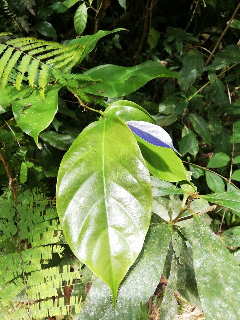 Ampelocera hottlei photo 3