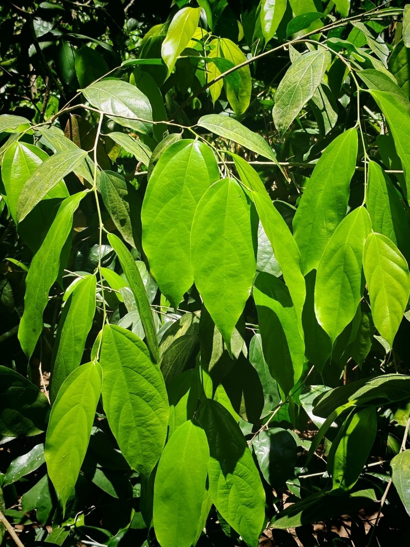 Ampelocera hottlei photo 6