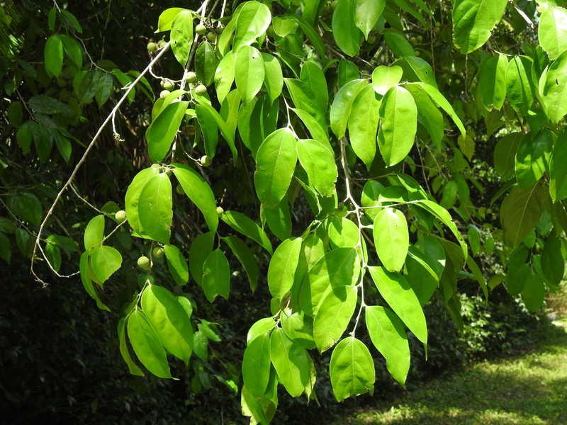 Ampelocera hottlei photo 7