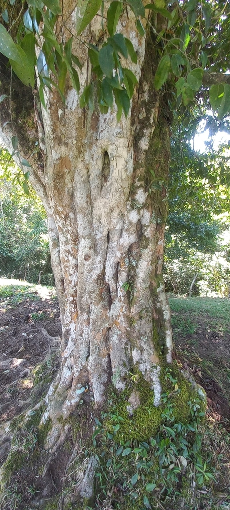 Ampelocera hottlei photo 8