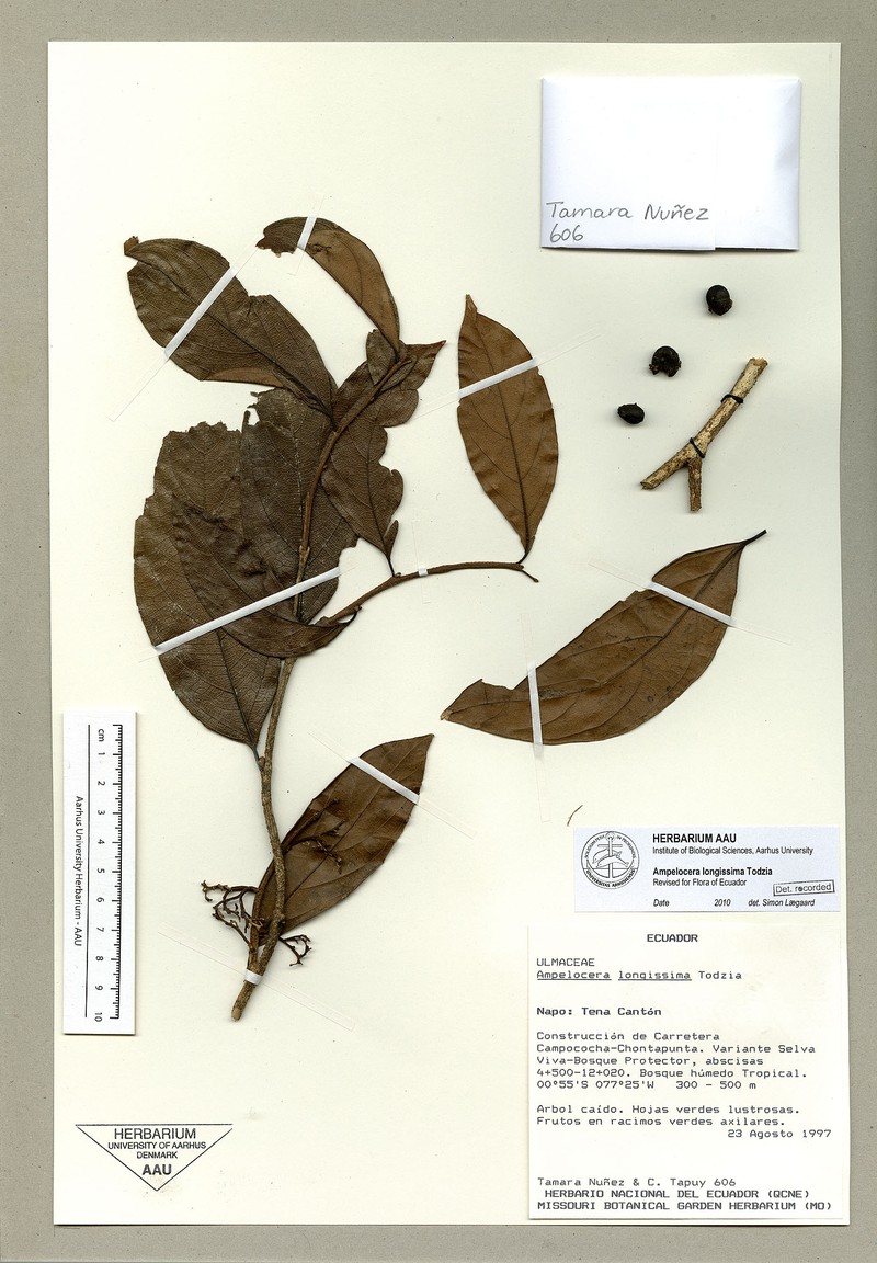 Ampelocera longissima