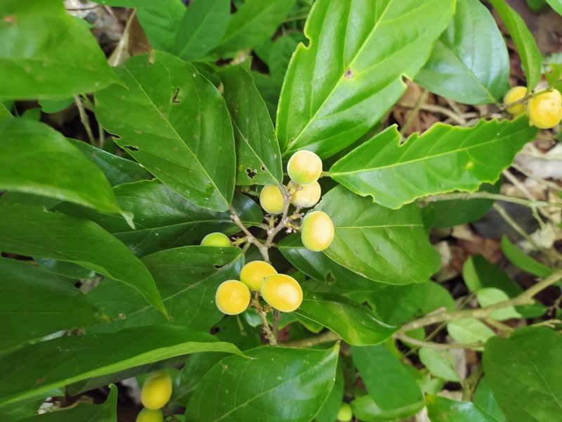 Ampelocera macphersonii photo 2