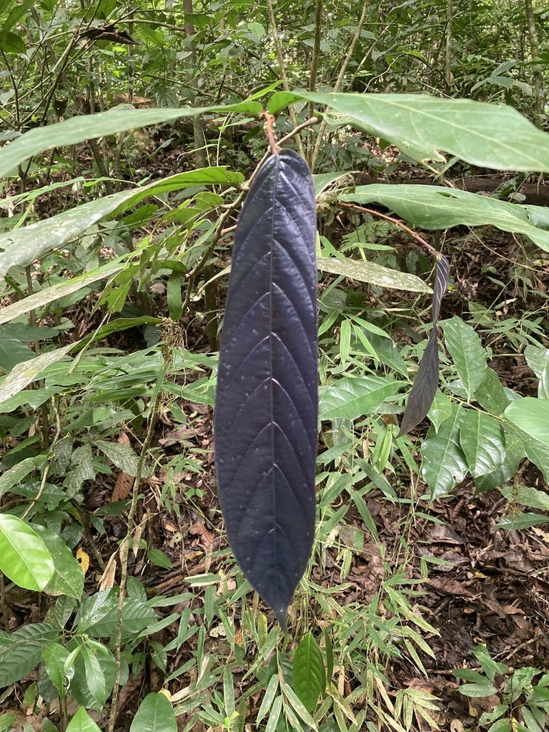 Ampelocera macrocarpa