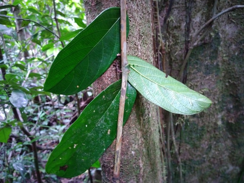 Ampelocera macrocarpa photo 2