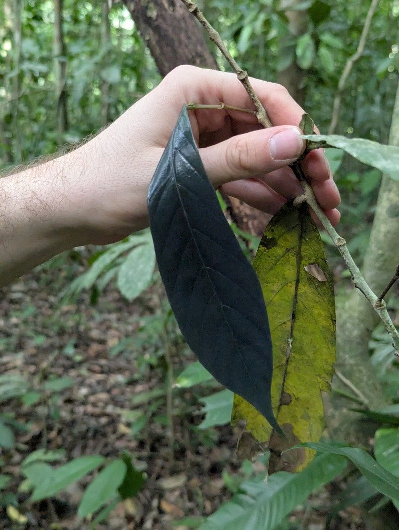 Ampelocera macrocarpa photo 3